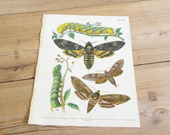 Vintage antique butterfly illustration, Original book plate, moths butterflies, Wall decor prints, Color illustrations, old book page