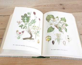 Vintage großes Blumenbuch mit 239 wunderschönen farbigen Abbildungen,aufwendig gemalte Blumen, Blumendrucke, Botanische Natur Seiten alt