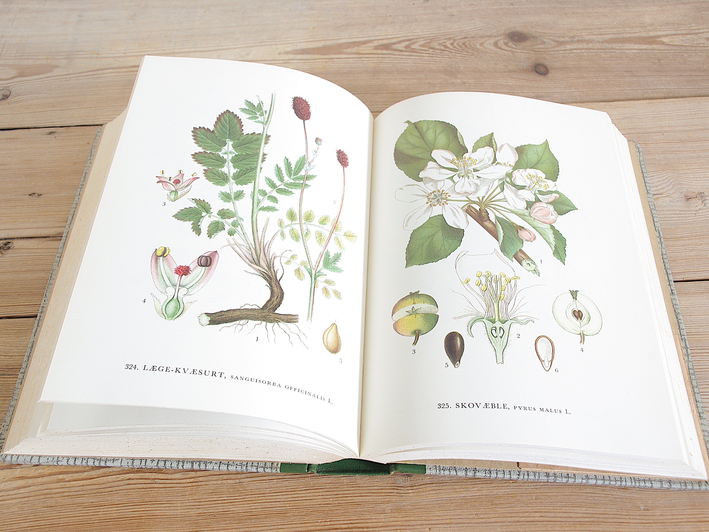 Vintage Big Flower Book With 300 Beautiful Color