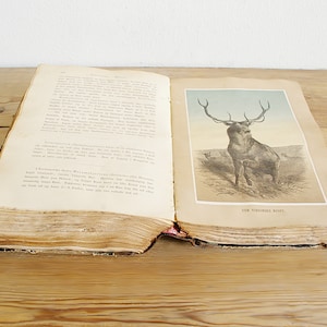 Vintage antique book with illustrations of mammals, old wildlife book with animals, prints and black white drawings, paper supply journaling image 1