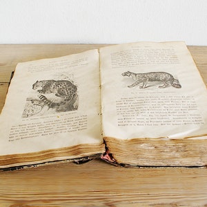 Vintage antique book with illustrations of mammals, old wildlife book with animals, prints and black white drawings, paper supply journaling image 4