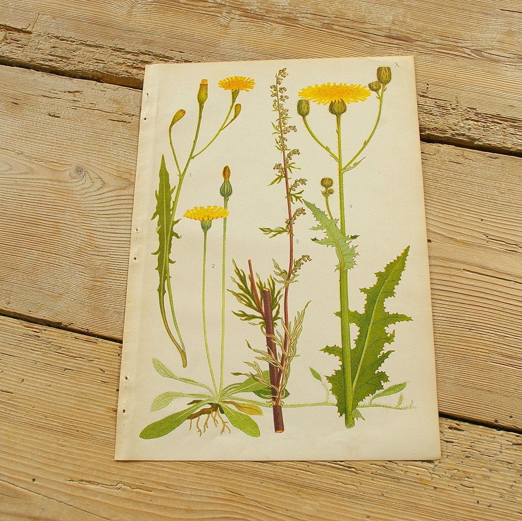 Vintage antique botanical illustration X, Original book plate, Wildflowers  plants, Wall decor prints, Color illustrations, old book page
