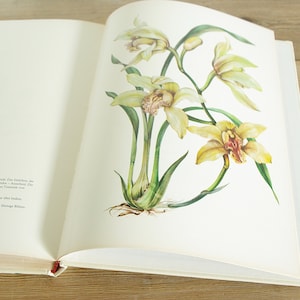 Può includere: Un libro aperto a una pagina con un'illustrazione ad acquerello di orchidee gialle con steli e foglie verdi. Il testo "Katsurehchis" è visibile nella parte superiore della pagina.