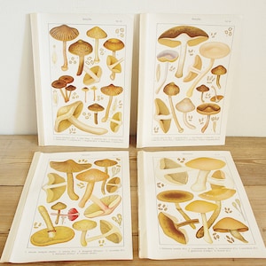4 pages anciennes vintage avec champignons, illustrations couleur de livres anciens, vieilles pages uniques, décoration murale collage colorée