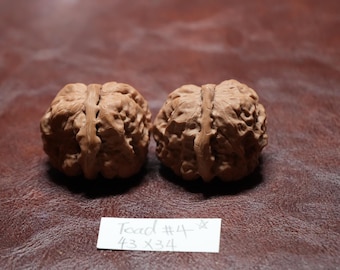 Matched Chinese Wenwan Walnut Toad Head IV : Feng Shui Collectible (43 x 34 mm)