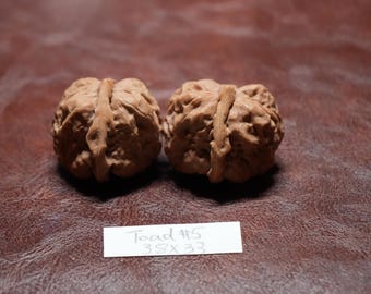 Matched Chinese Wenwan Walnut Toad Head V : Feng Shui Collectible (38 x 33 mm)