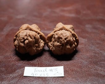 Matched Chinese Wenwan Walnut Toad Head III : Feng Shui Collectible (40 x 35 mm)