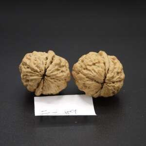 Pair of Matched Two Faced Petite Yunnan Iron Walnut Pair 30 mm 小二棱云铁核桃手捻 image 2