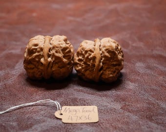 Matched Chinese Walnut Large Toad STAR Pair: Feng Shui Collectible (47x36mm)