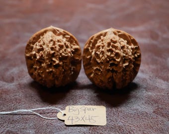 Pair of Matched Fine Chinese Collection Walnut (The Great Spur 大刺 43 x 45 mm)