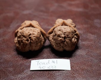 Matched Chinese Wenwan Walnut Toad Head: Feng Shui Collectible (40 x 33 mm)