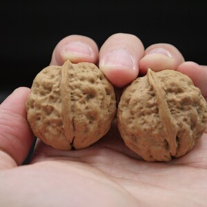 Pair of Matched Two Faced Petite Yunnan Iron Walnut Pair 30 mm 小二棱云铁核桃手捻 image 4