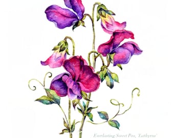 EVERLASTING SWEET PEAS, Watercolour flower print, Nature inspired gift, Botanical painting of deep cerise sweet peas, Inspiring wall art