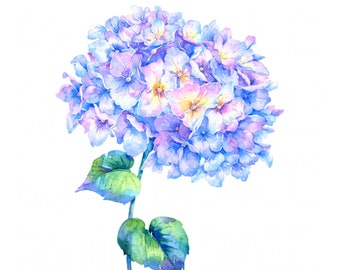 PERIWINKLE BLUE HYDRANGEA, Watercolour flower print, Botanical style painting of a blue, lilac and pink hydrangea, Nature inspired gift