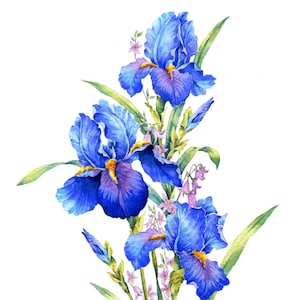 BLUE IRIS watercolour flower print, Original botanical flower painting, Nature inspired gift, Indigo and cobalt blue flowers, wall art decor image 1