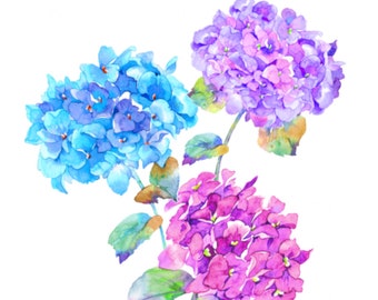 THREE HYDRANGEAS, Watercolour flower print, Torquoise lilac and cerise hydrangea blooms, Spring home office make over, Wall art decor
