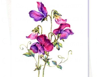 EVERLASTING SWEET PEAS Watercolour flower art card, Printed personalised greeting card for mum, Nature inspired card, Blank note card