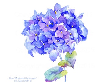 BLUE MOPHEAD HYDRANGEA, Watercolour flower print, Botanical style art, Nature inspired gift, Spring home office refresh, Wall art decor