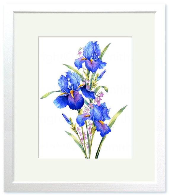 BLUE IRIS Watercolour Flower Print, Original Botanical Flower Painting,  Nature Inspired Gift, Indigo and Cobalt Blue Flowers, Wall Art Decor -   New Zealand