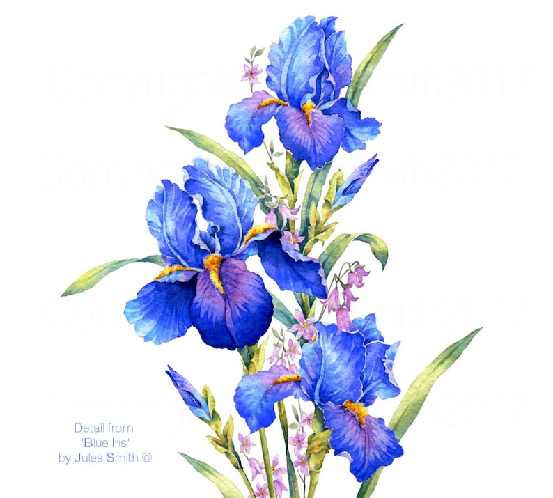 BLUE IRIS watercolour flower print, Original botanical flower painting, Nature inspired gift, Indigo and cobalt blue flowers, wall art decor image 2