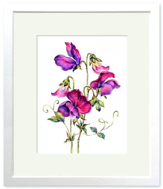 永遠のスイートピー、水彩画の花のアートプリント、植物の壁飾り