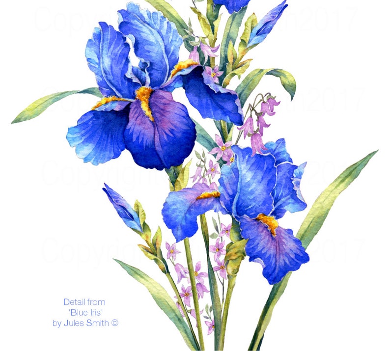 BLUE IRIS watercolour flower print, Original botanical flower painting, Nature inspired gift, Indigo and cobalt blue flowers, wall art decor image 6