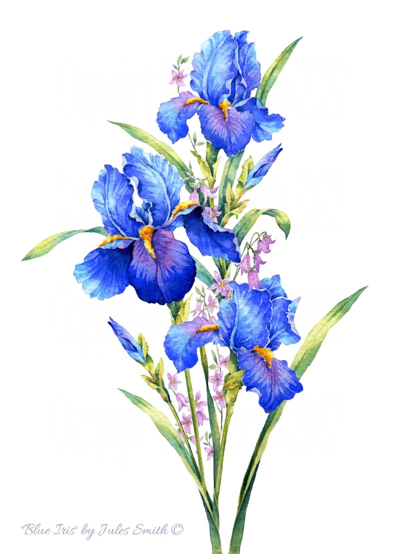 BLUE IRIS watercolour flower print, Original botanical flower painting, Nature inspired gift, Indigo and cobalt blue flowers, wall art decor image 1