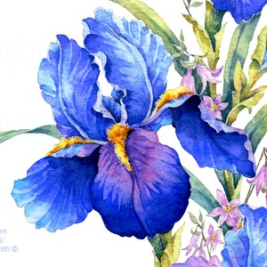 BLUE IRIS watercolour flower print, Original botanical flower painting, Nature inspired gift, Indigo and cobalt blue flowers, wall art decor image 5