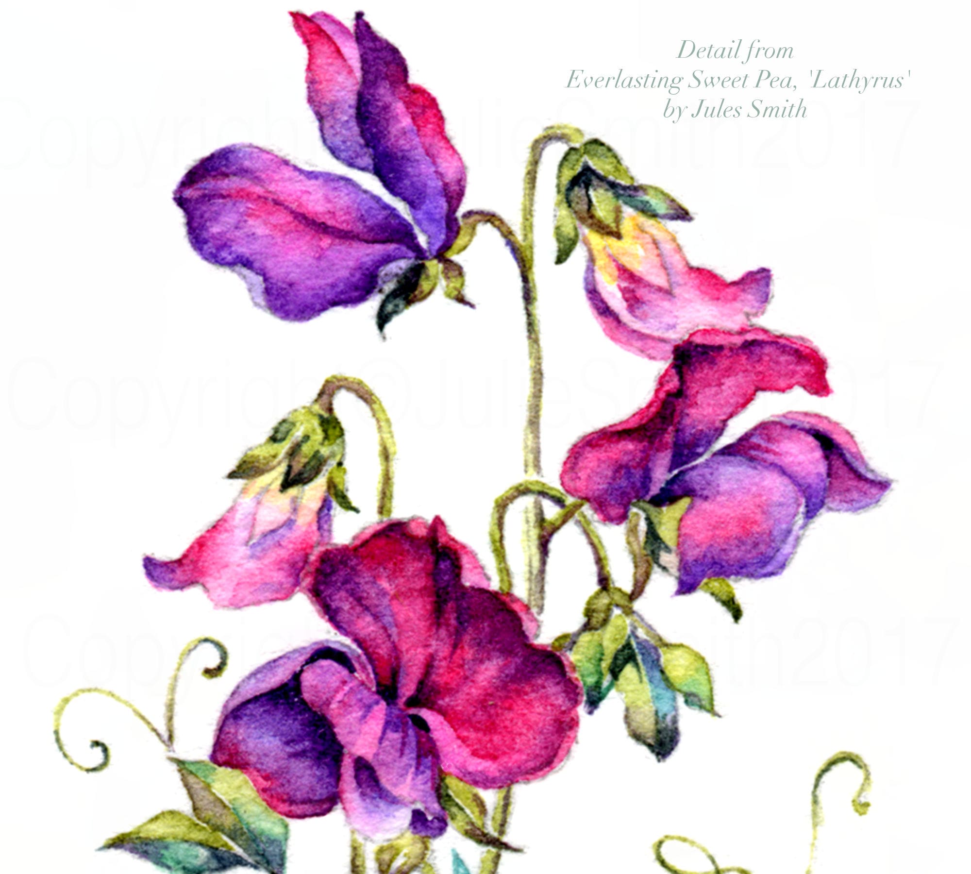 永遠のスイートピー、水彩画の花のアートプリント、植物の壁飾り