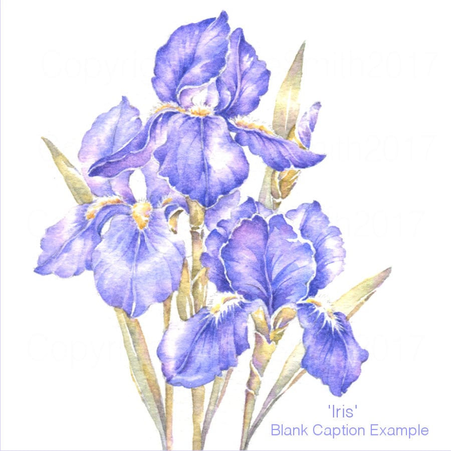6 Purple Iris Flower Painted Style Original Handmade Note Greeting Cards 