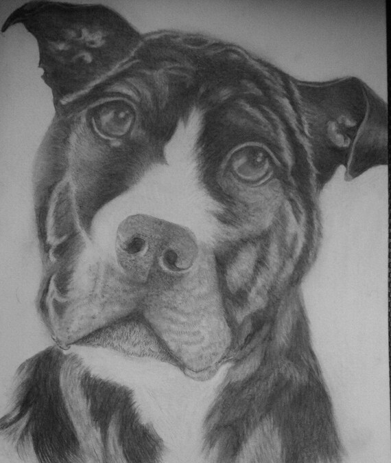 Download Pitbull Portrait In Graphite 16x12 Etsy