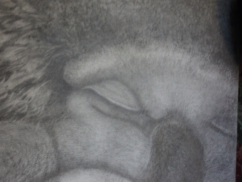 graphite portrait of mother and cub koalas
