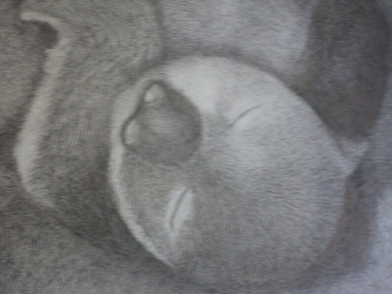 graphite portrait of mother and cub koalas