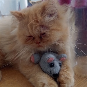 Può includere: Un soffice gatto arancione chiaro coccola un piccolo topo giocattolo grigio con orecchie rosa e naso nero. Il gatto ha gli occhi chiusi e sembra riposare su una superficie di legno. La scena evoca un senso di comfort e compagnia.