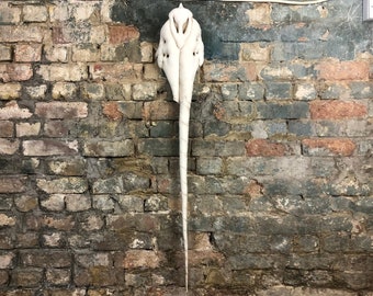 Narwhal Skull. Vegan Taxidermy. Fabric Soft Sculpture.