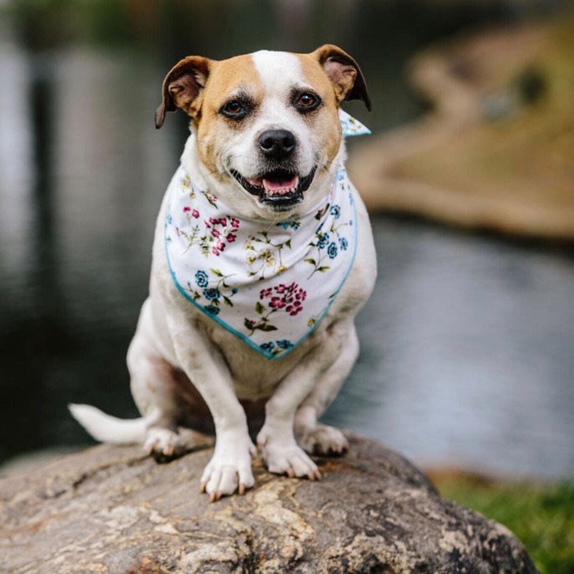 Summer Floral Dog Bandana Blue and White Wildflowers Dog Etsy