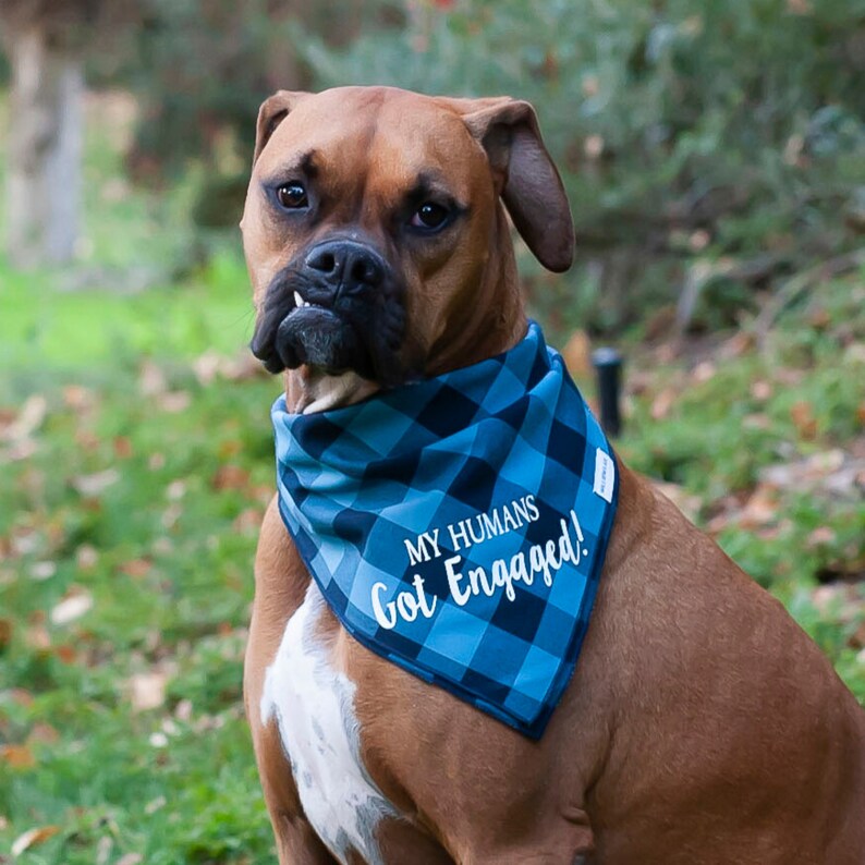 My Humans Got Engaged Dog Bandana Engagement Announcement Dog Etsy