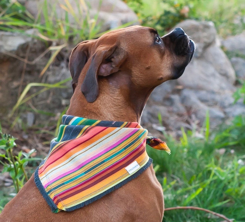 Owner Dog Matching Serape Set Matching Dog and Owner Set Dog Etsy