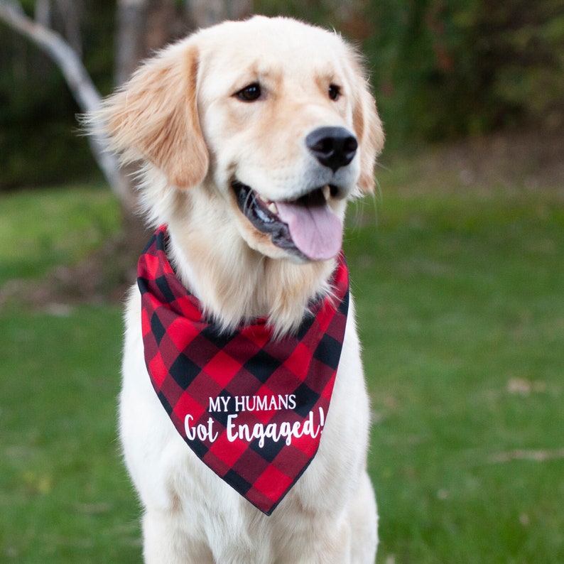 My Humans Got Engaged Dog Bandana Engagement Announcement Dog Etsy