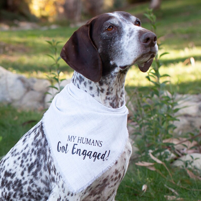 My Humans Got Engaged Dog Bandana Engagement Announcement Dog Etsy