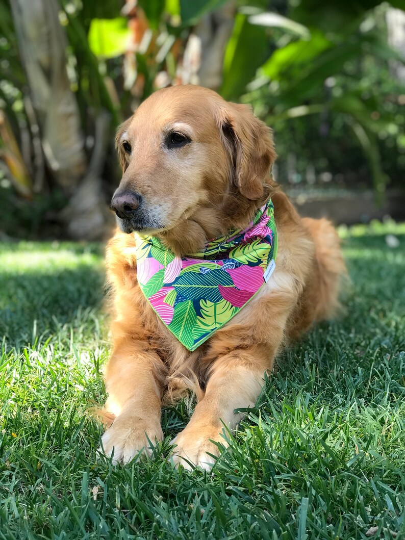 Tropical Dog Bandana Hawaiian Dog Bandana Spring Summer Dog Etsy