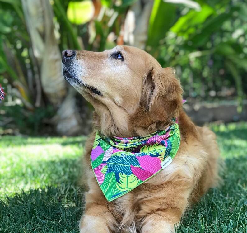 Tropical Dog Bandana Hawaiian Dog Bandana Spring Summer Dog Etsy