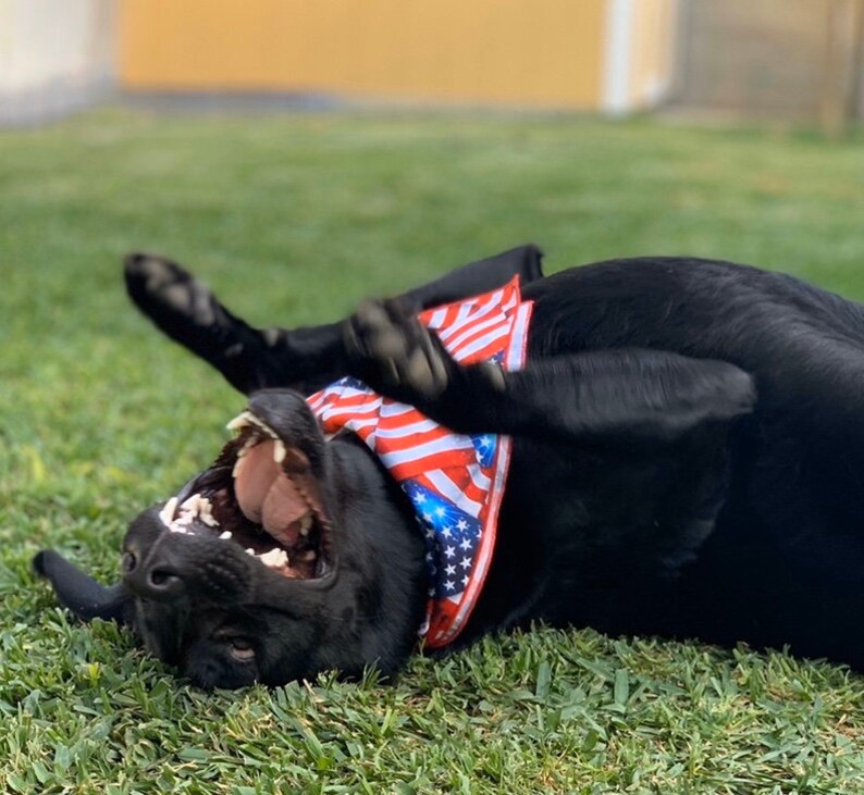 Patriotic Dog Bandana American Flag Dog Bandana Red White and Blue Dog Bandana Stars and Stripes Dog Bandana 4th of July Dog Bandana