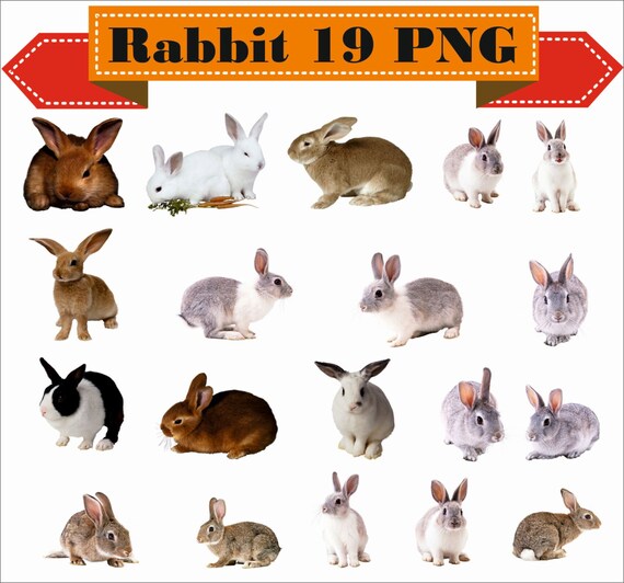 Rabbit Bunny Hole Baby Bunnies Animal Pet Puppy Recipes Silhouette