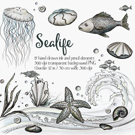 Digital Clipart Sea Life Ocean Life Clipart Ink Clipart Etsy Ireland