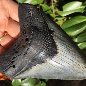 Gorgeous MEGALODON TOOTH, Real, Beautiful Serrated Shark Tooth Fossil, 5”, Authentic Sharks Teeth, Prehistoric
