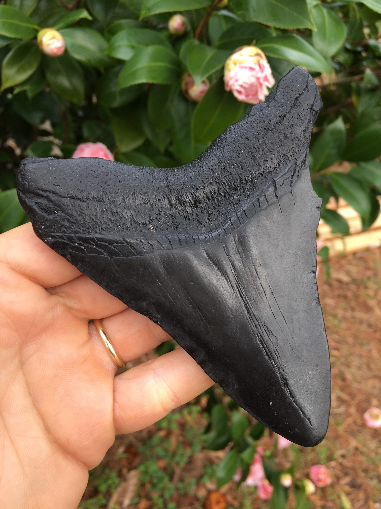 Real MEGALODON SHARK TOOTH 4 &5/8 Diente de Tiburón | Etsy