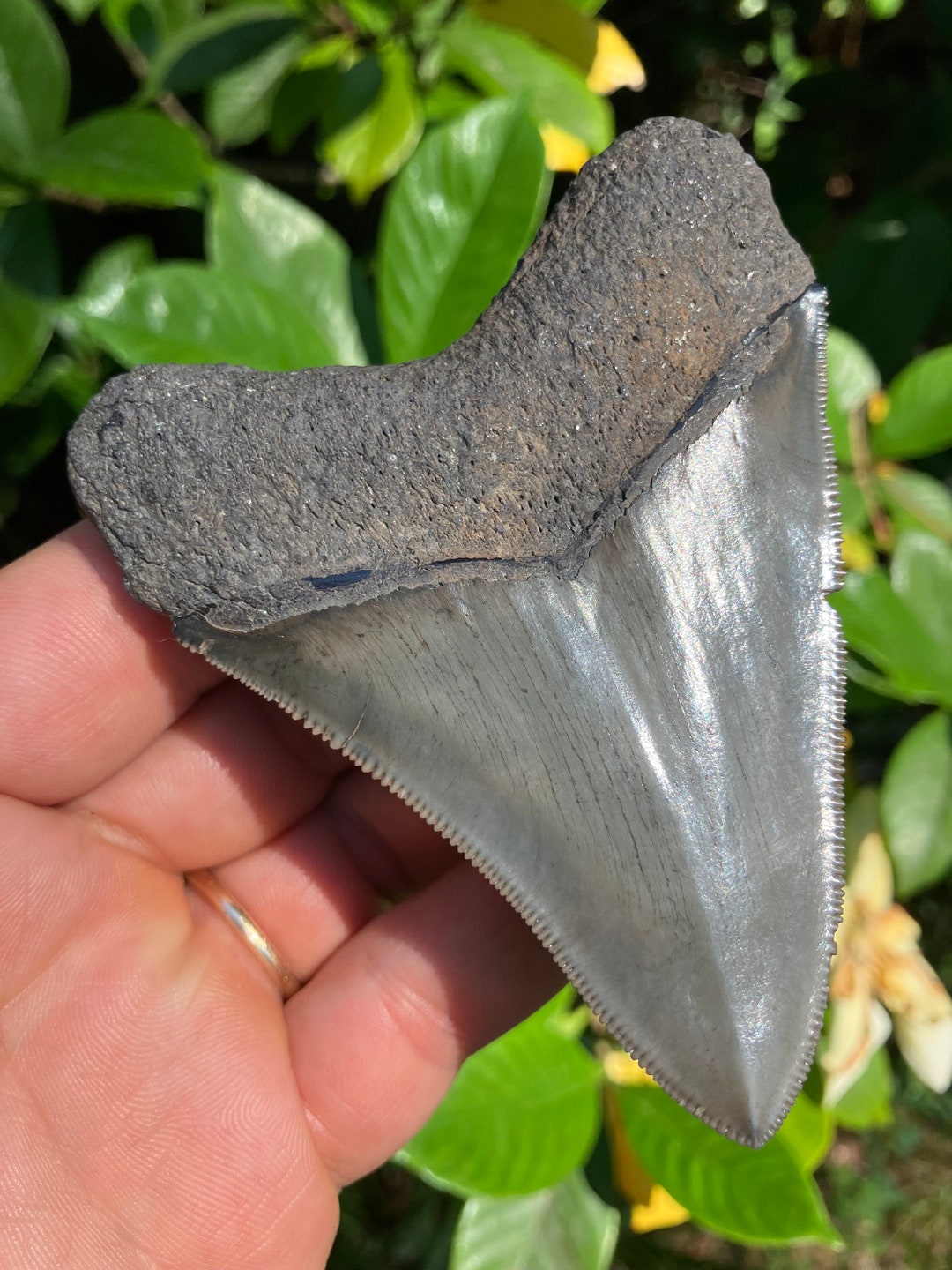 Real MEGALODON SHARK TOOTH, 3 & 3/4, 100 % Authentic, Serrated ...