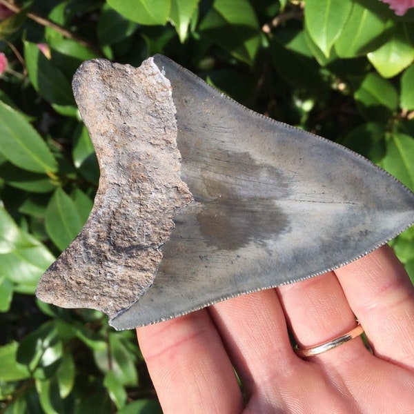 Real MEGALODON SHARK TOOTH, 3 & 3/4” Megalodon Shark Tooth, 100% Authentic Fossil Sharks Teeth, Prehistoric Fossil