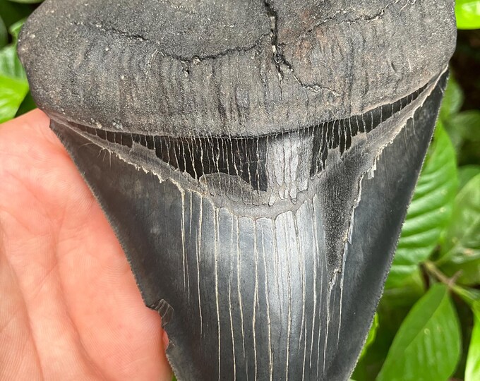 GIANT MEGALODON SHARK Tooth, Razor Sharp, Serrated 5 & 3/8”, Collector ...